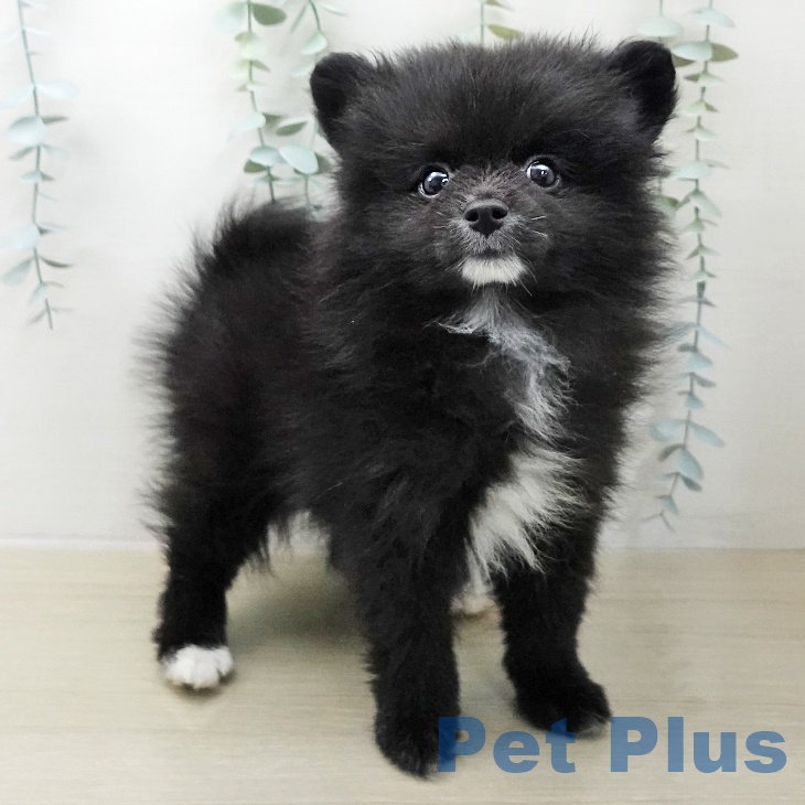 茨城県のポメラニアン (ペットプラス つくば店/2025年11月27日生まれ/男の子/ブラックホワイト)の子犬の2枚目の画像