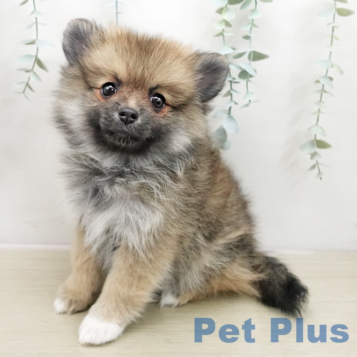 茨城県のポメラニアン (ペッツワン つくば店/2025年11月27日生まれ/女の子/オレンジセーブル)の子犬の1枚目の画像