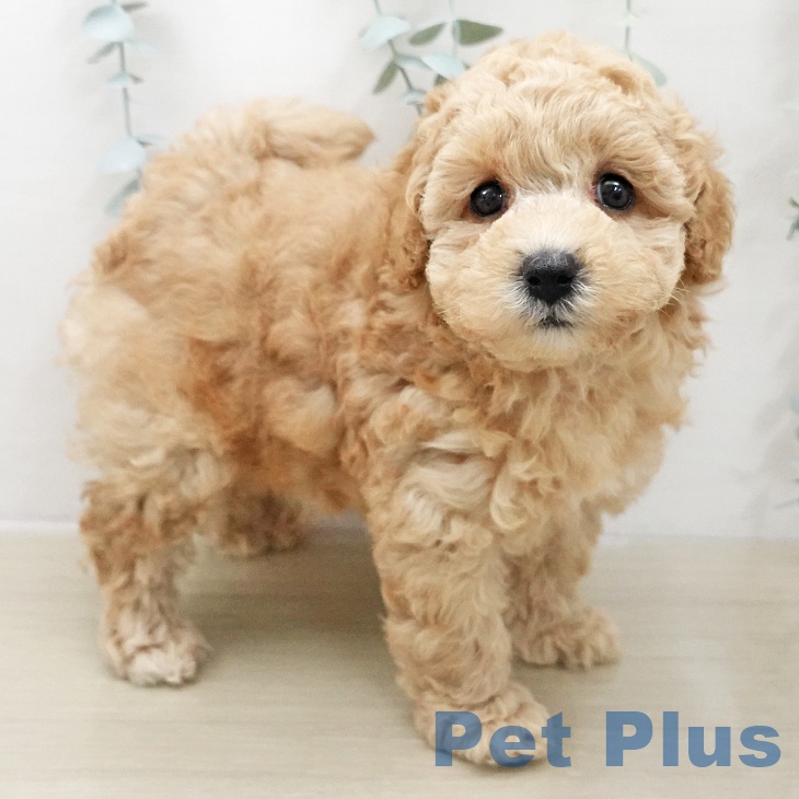 埼玉県のトイプードル(トイ) (ペットプラス クレアモール川越店/2025年11月27日生まれ/女の子/アプリコット)の子犬の1枚目の画像