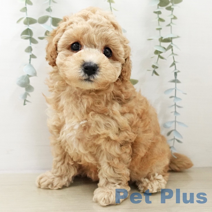 埼玉県のトイプードル(トイ) (ペットプラス クレアモール川越店/2025年11月27日生まれ/女の子/アプリコット)の子犬の2枚目の画像