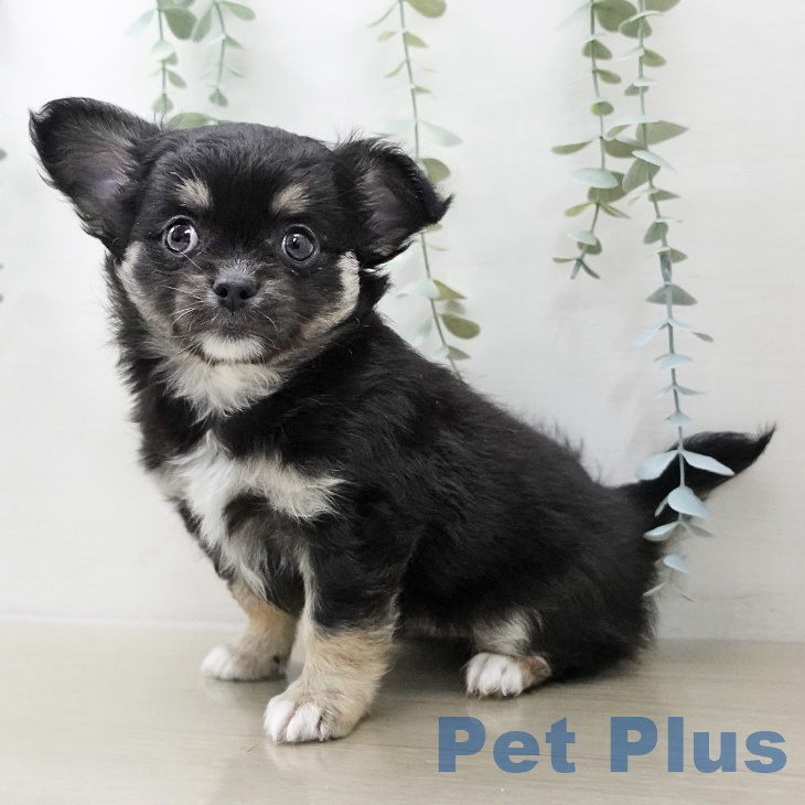 群馬県のチワワ(ロング) (ペットプラス 前橋店/2025年11月26日生まれ/男の子/ブラックタンホワイト)の子犬の1枚目の画像