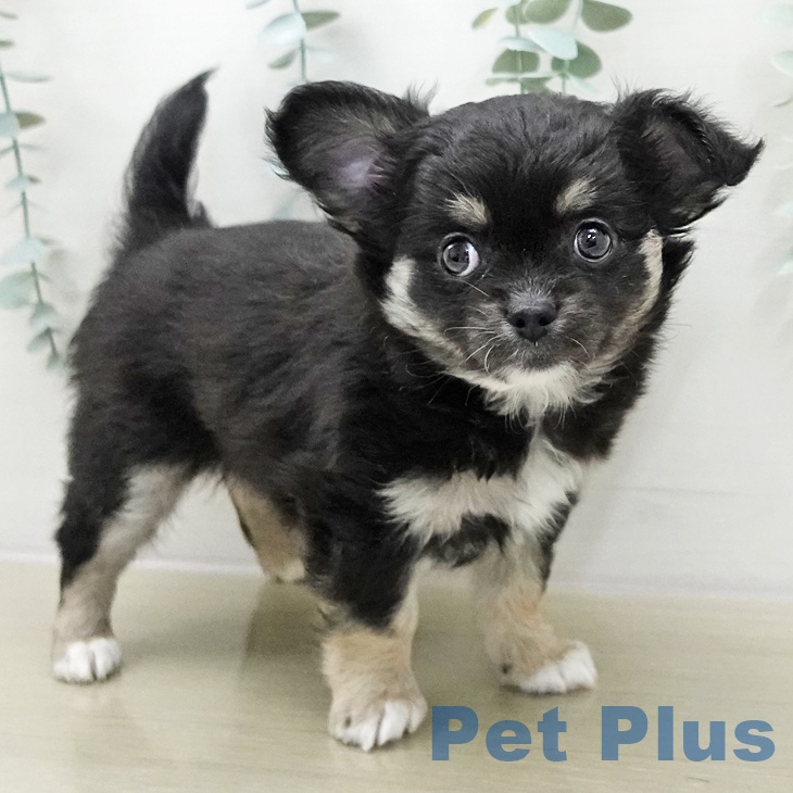 群馬県のチワワ(ロング) (ペットプラス 前橋店/2025年11月26日生まれ/男の子/ブラックタンホワイト)の子犬の2枚目の画像