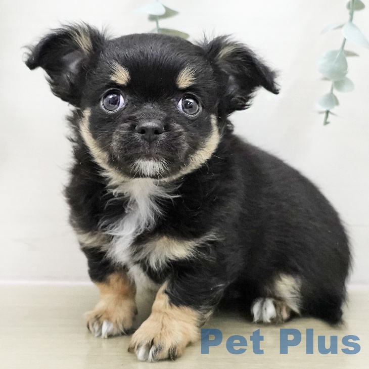 長野県のチワワ(ロング) (ペットプラス 須坂店/2025年11月26日生まれ/男の子/ブラックタンホワイト)の子犬の1枚目の画像