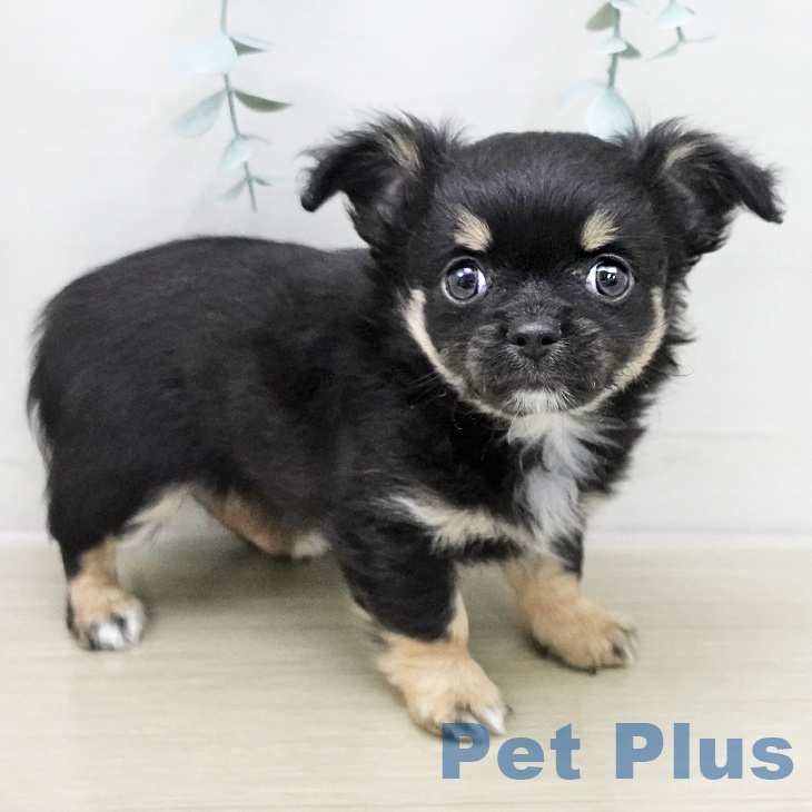 長野県のチワワ(ロング) (ペットプラス 須坂店/2025年11月26日生まれ/男の子/ブラックタンホワイト)の子犬の2枚目の画像