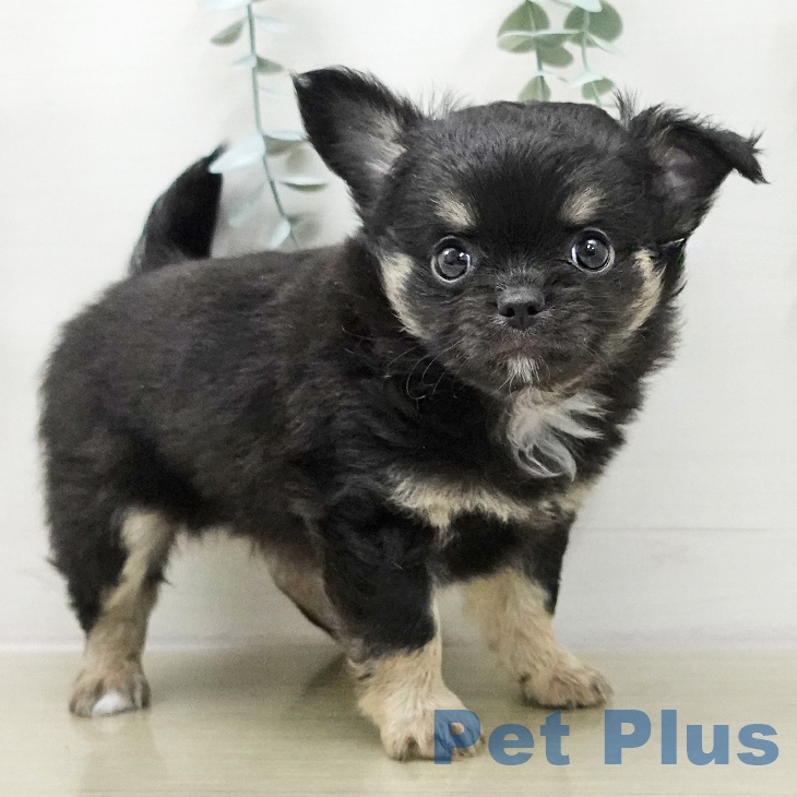 宮城県のチワワ(ロング) (ペットプラス 仙台泉大沢店/2025年11月26日生まれ/男の子/ブラックタンホワイト)の子犬の1枚目の画像