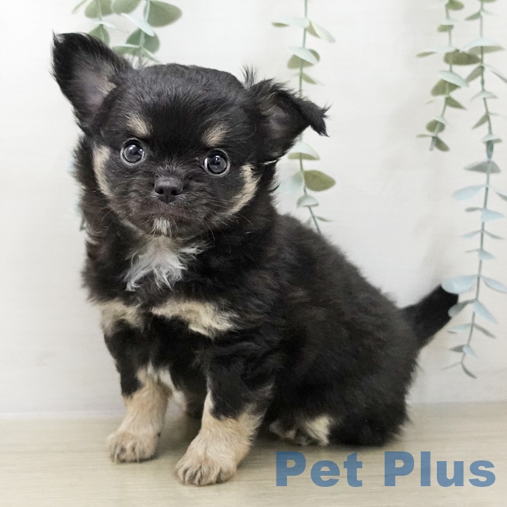 宮城県のチワワ(ロング) (ペットプラス 仙台泉大沢店/2025年11月26日生まれ/男の子/ブラックタンホワイト)の子犬の2枚目の画像