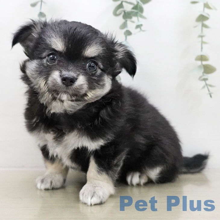 千葉県のチワワ(ロング) (ペットプラス 木更津店/2025年11月26日生まれ/女の子/ブラックタンホワイト)の子犬の1枚目の画像