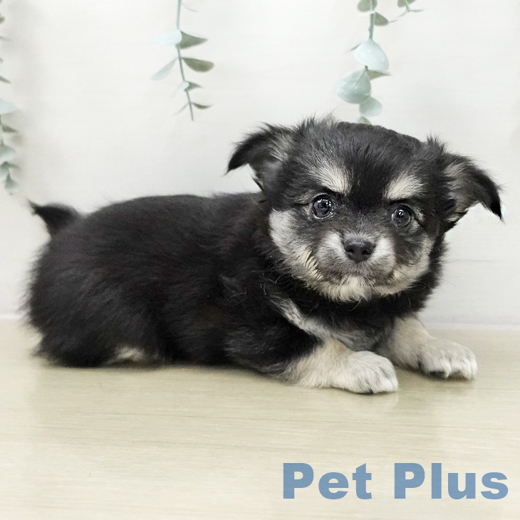 千葉県のチワワ(ロング) (ペットプラス 木更津店/2025年11月26日生まれ/女の子/ブラックタンホワイト)の子犬の2枚目の画像