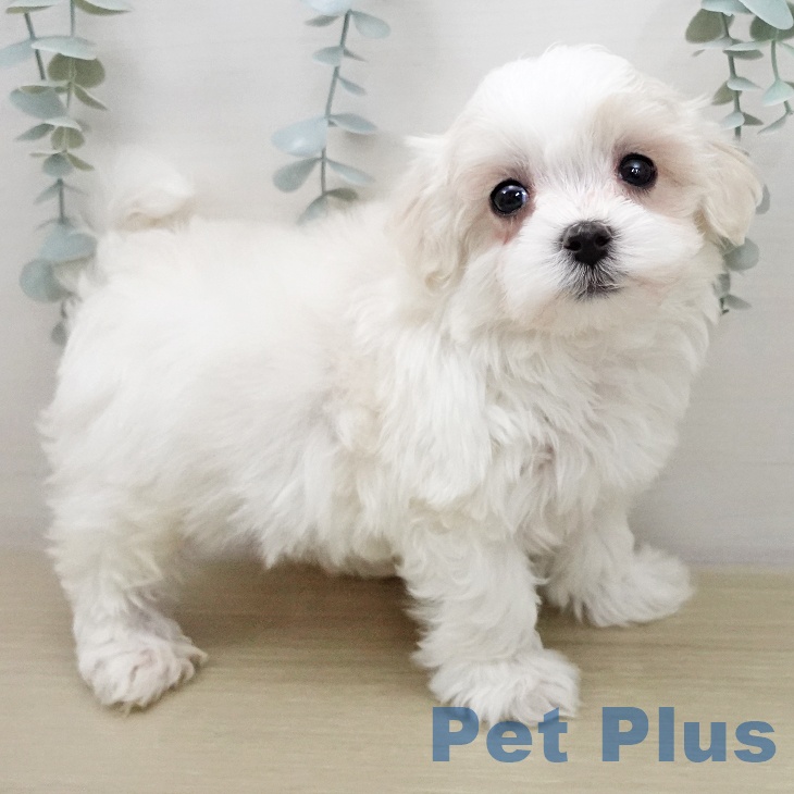 福島県のマルチーズ (ペットプラス 福島店/2025年11月26日生まれ/男の子/ホワイト)の子犬の1枚目の画像
