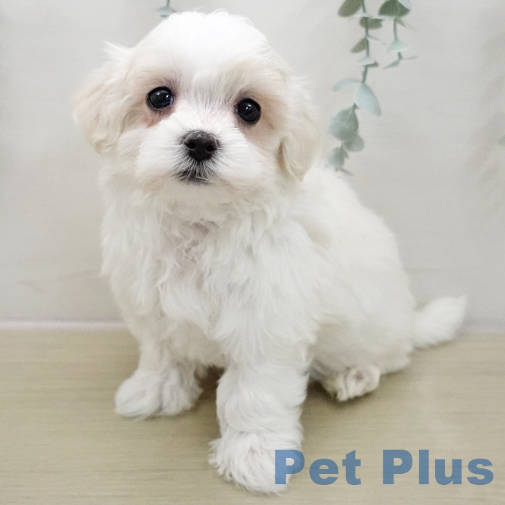 福島県のマルチーズ (ペットプラス 福島店/2025年11月26日生まれ/男の子/ホワイト)の子犬の2枚目の画像