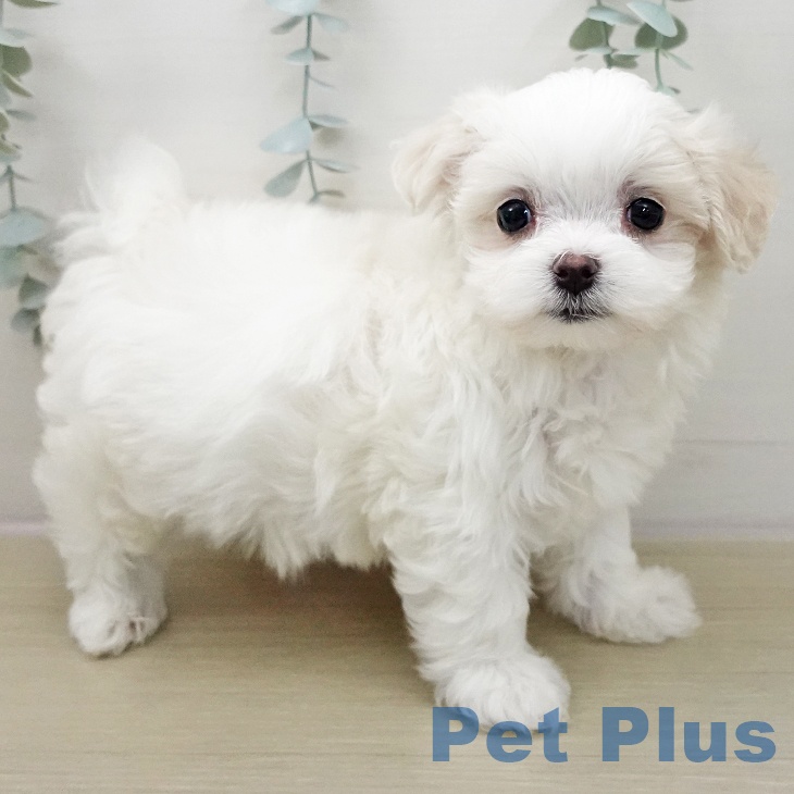 山形県のマルチーズ (ペットプラス 天童店/2025年11月26日生まれ/女の子/ホワイト)の子犬の1枚目の画像