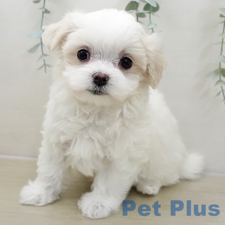 山形県のマルチーズ (ペットプラス 天童店/2025年11月26日生まれ/女の子/ホワイト)の子犬の2枚目の画像