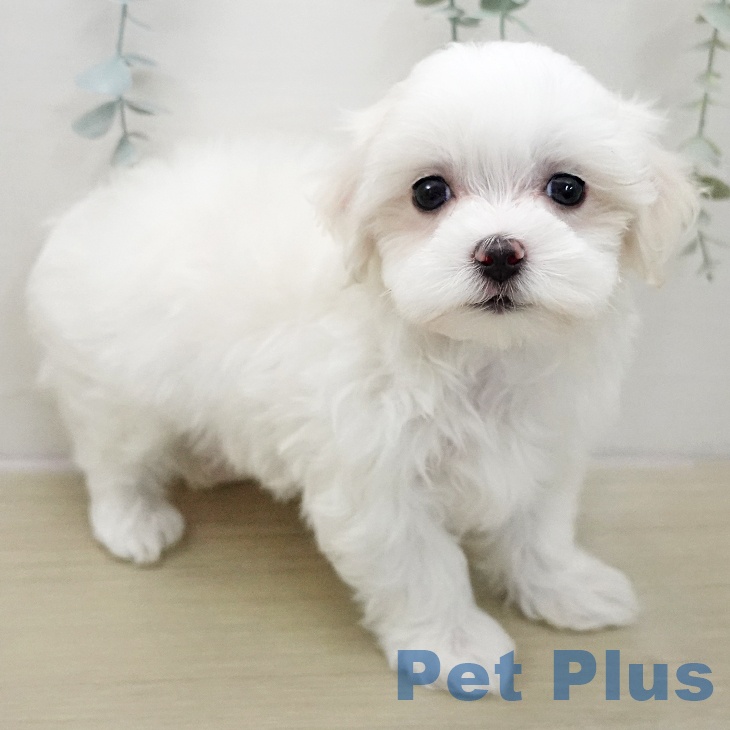 青森県のマルチーズ (ペットプラス 青森浜田店/2025年11月26日生まれ/女の子/ホワイト)の子犬の1枚目の画像