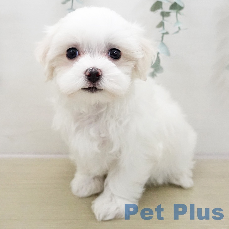 青森県のマルチーズ (ペットプラス 青森浜田店/2025年11月26日生まれ/女の子/ホワイト)の子犬の2枚目の画像