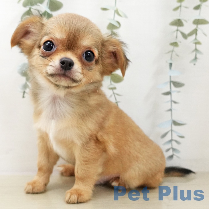 東京都のチワワ(ロング) (ペットプラス 板橋店/2025年11月21日生まれ/男の子/レッド)の子犬の2枚目の画像