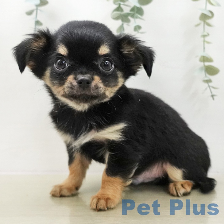 宮城県のチワワ(ロング) (ペットプラス 名取店/2025年11月21日生まれ/男の子/ブラックタン)の子犬の1枚目の画像