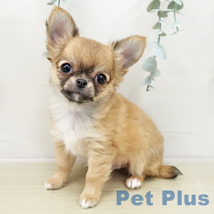 埼玉県のチワワ(ロング) (ペットプラス コクーンシティ店/2025年11月21日生まれ/男の子/レッドホワイト)の子犬の1枚目の画像