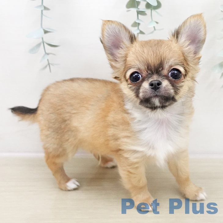 埼玉県のチワワ(ロング) (ペットプラス コクーンシティ店/2025年11月21日生まれ/男の子/レッドホワイト)の子犬の2枚目の画像