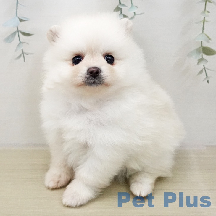 福島県のポメラニアン (ペットプラス 福島店/2025年11月27日生まれ/女の子/クリーム)の子犬の1枚目の画像
