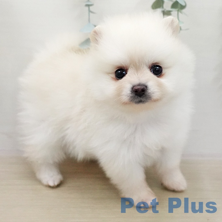 福島県のポメラニアン (ペットプラス 福島店/2025年11月27日生まれ/女の子/クリーム)の子犬の2枚目の画像