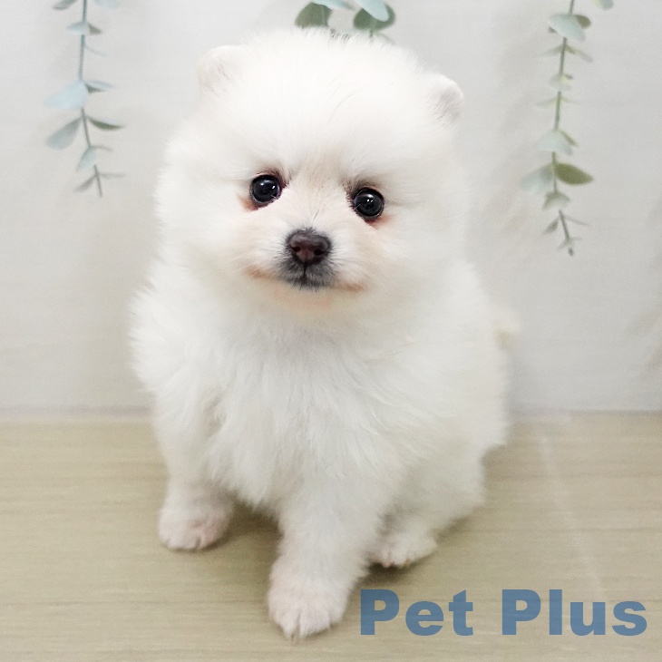 埼玉県のポメラニアン (ペットプラス ららぽーと新三郷店/2025年11月27日生まれ/女の子/クリーム)の子犬の1枚目の画像