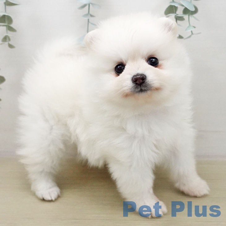 埼玉県のポメラニアン (ペットプラス ららぽーと新三郷店/2025年11月27日生まれ/女の子/クリーム)の子犬の2枚目の画像