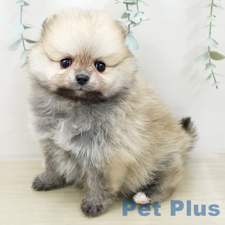 千葉県のポメラニアン (ペッツワン 千葉ニュータウン店/2025年11月27日生まれ/女の子/クリームセーブル)の子犬の1枚目の画像