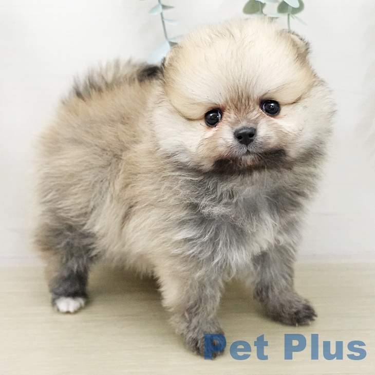 千葉県のポメラニアン (ペッツワン 千葉ニュータウン店/2025年11月27日生まれ/女の子/クリームセーブル)の子犬の2枚目の画像
