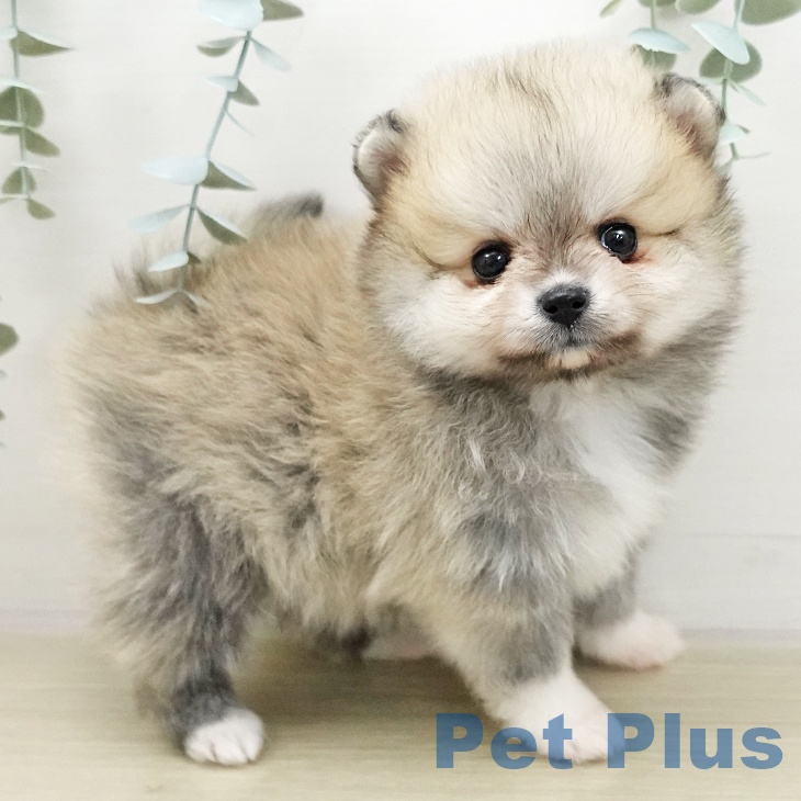 千葉県のポメラニアン (ペットプラス 船橋店/2025年11月27日生まれ/女の子/クリームセーブル)の子犬の1枚目の画像