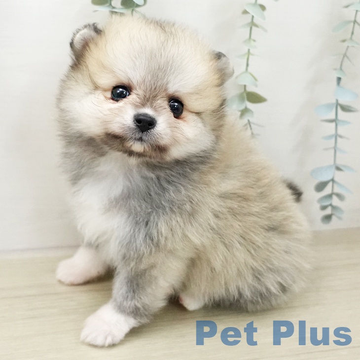 千葉県のポメラニアン (ペットプラス 船橋店/2025年11月27日生まれ/女の子/クリームセーブル)の子犬の2枚目の画像