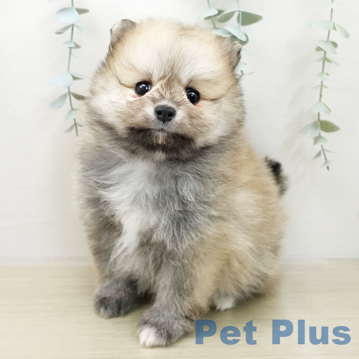 神奈川県のポメラニアン (ペットプラス 天王町店/2025年11月27日生まれ/女の子/クリームセーブル)の子犬の1枚目の画像