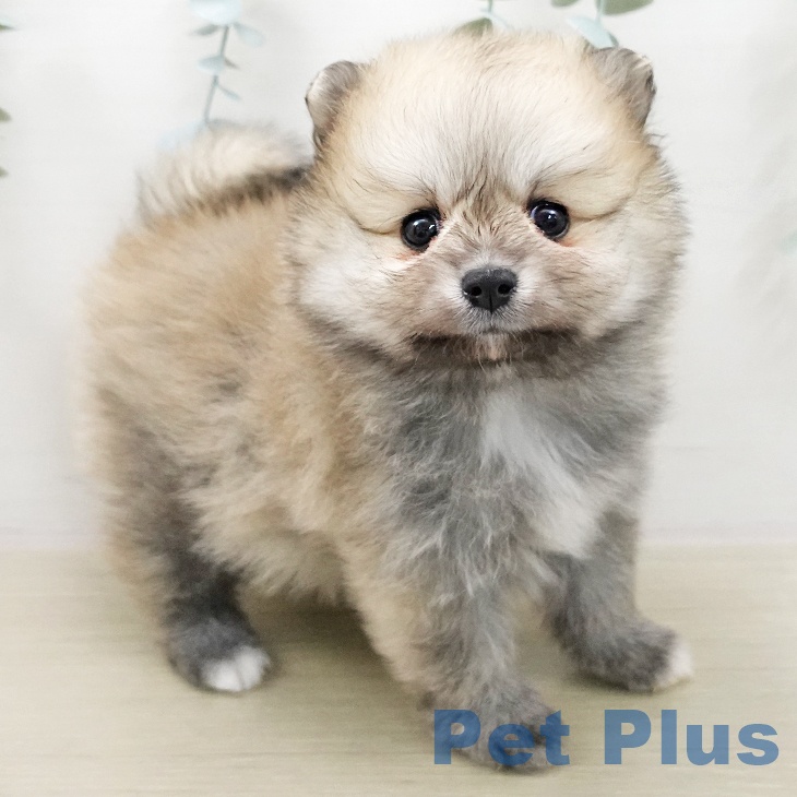 神奈川県のポメラニアン (ペットプラス 天王町店/2025年11月27日生まれ/女の子/クリームセーブル)の子犬の2枚目の画像