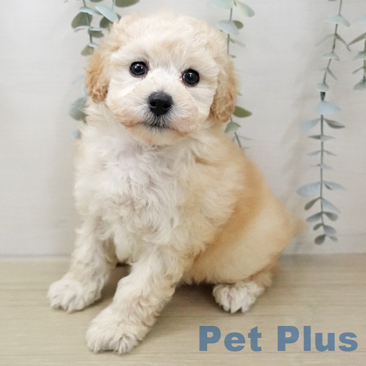 埼玉県のトイプードル(トイ) (ペットプラス イオンモール春日部店/2025年11月25日生まれ/男の子/クリーム)の子犬の1枚目の画像