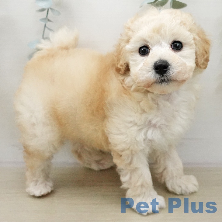 埼玉県のトイプードル(トイ) (ペットプラス イオンモール春日部店/2025年11月25日生まれ/男の子/クリーム)の子犬の2枚目の画像