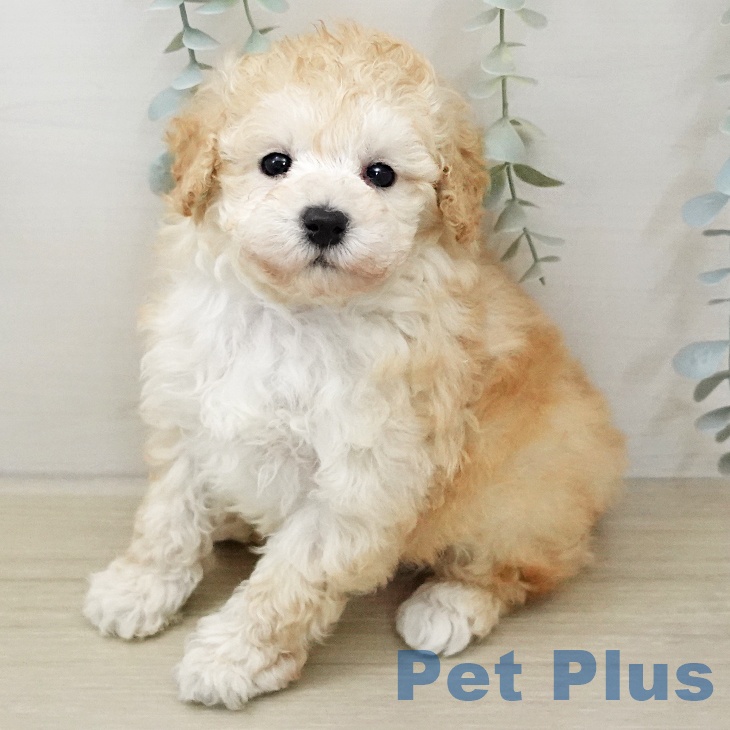埼玉県のトイプードル(トイ) (ペットプラス ららぽーと新三郷店/2025年11月25日生まれ/男の子/クリーム)の子犬の1枚目の画像