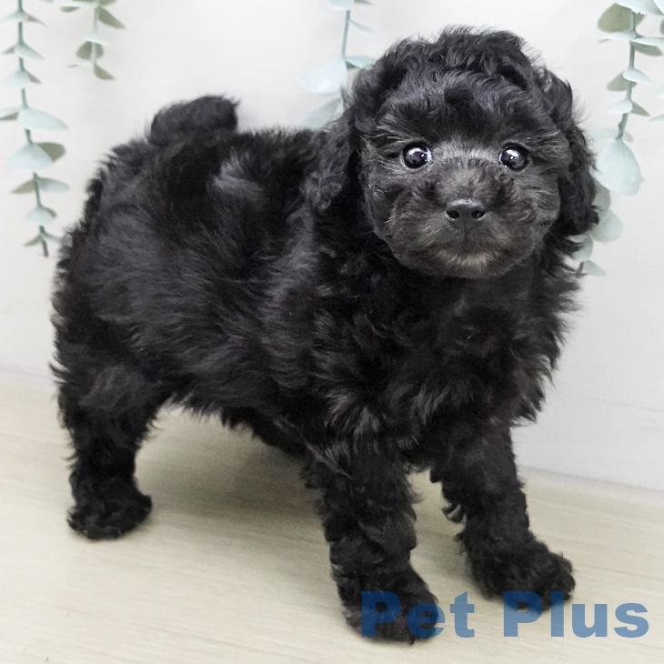 東京都のトイプードル(トイ) (ペットプラス むさし村山店/2025年11月25日生まれ/女の子/シルバー)の子犬の1枚目の画像