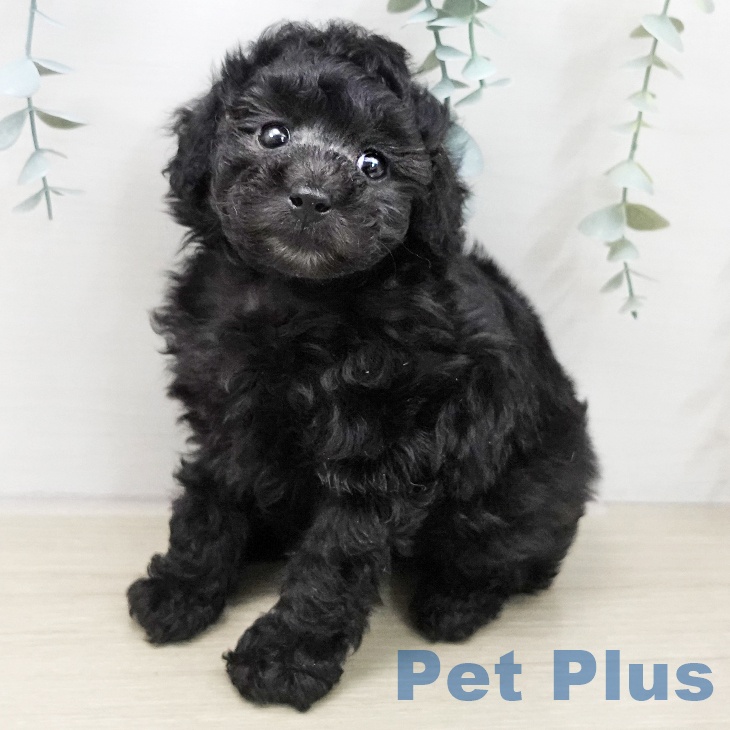 東京都のトイプードル(トイ) (ペットプラス むさし村山店/2025年11月25日生まれ/女の子/シルバー)の子犬の2枚目の画像