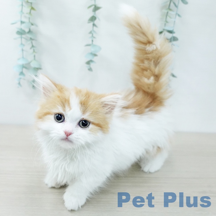 千葉県のマンチカン (ペッツワン 千葉ニュータウン店/2025年11月21日生まれ/女の子/レッドタビーホワイト)の子猫の1枚目の画像