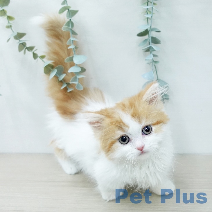 千葉県のマンチカン (ペッツワン 千葉ニュータウン店/2025年11月21日生まれ/女の子/レッドタビーホワイト)の子猫の2枚目の画像