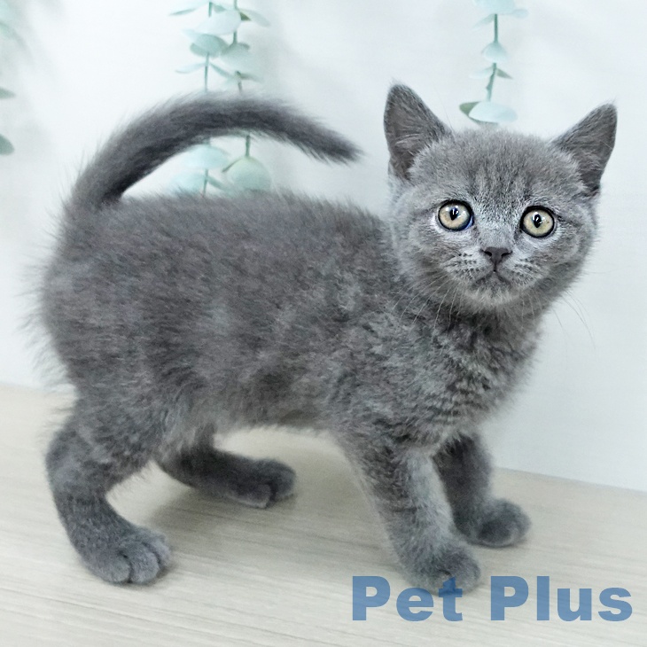 東京都のブリティッシュショートヘアー (ペットプラス 板橋店/2025年11月27日生まれ/男の子/ブルー)の子猫の1枚目の画像