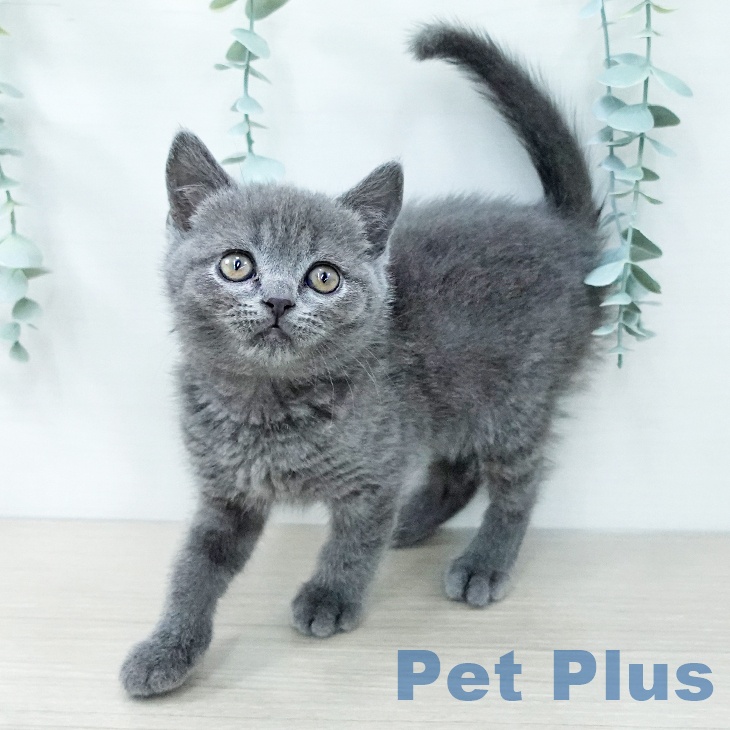 東京都のブリティッシュショートヘアー (ペットプラス 板橋店/2025年11月27日生まれ/男の子/ブルー)の子猫の2枚目の画像