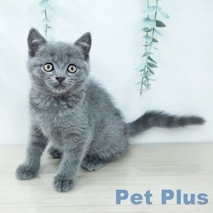 神奈川県のブリティッシュショートヘアー (ペットプラス 武蔵小杉店/2025年11月27日生まれ/男の子/ブルー)の子猫の1枚目の画像
