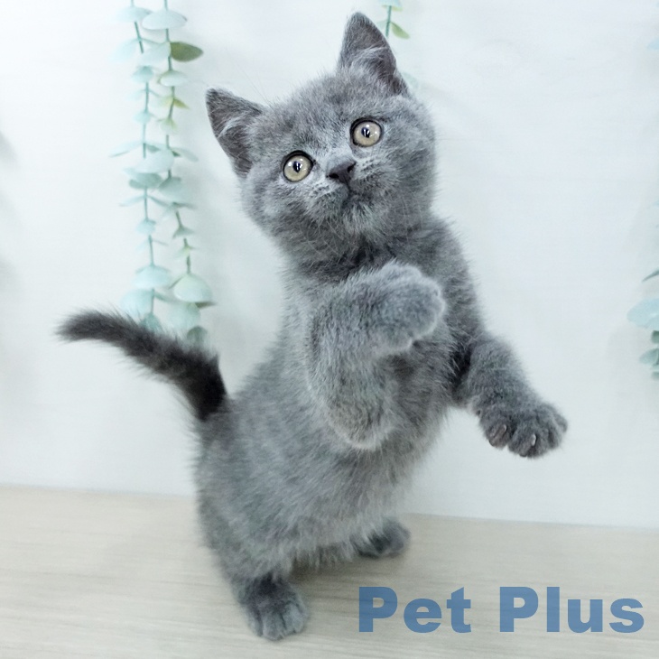 神奈川県のブリティッシュショートヘアー (ペットプラス 武蔵小杉店/2025年11月27日生まれ/男の子/ブルー)の子猫の2枚目の画像