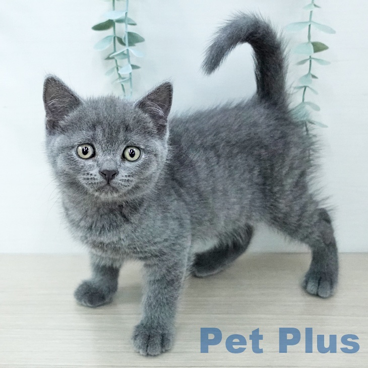 埼玉県のブリティッシュショートヘアー (ペットプラス 羽生店/2025年11月27日生まれ/男の子/ブルー)の子猫の1枚目の画像