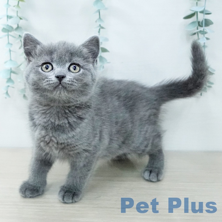埼玉県のブリティッシュショートヘアー (ペットプラス コクーンシティ店/2025年11月27日生まれ/女の子/ブルー)の子猫の1枚目の画像