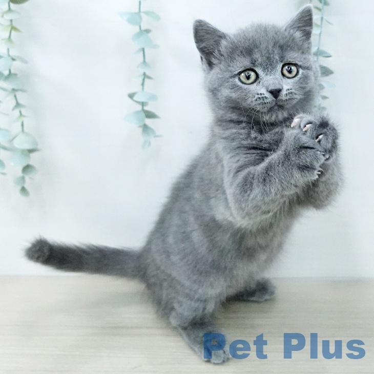 埼玉県のブリティッシュショートヘアー (ペットプラス コクーンシティ店/2025年11月27日生まれ/女の子/ブルー)の子猫の2枚目の画像