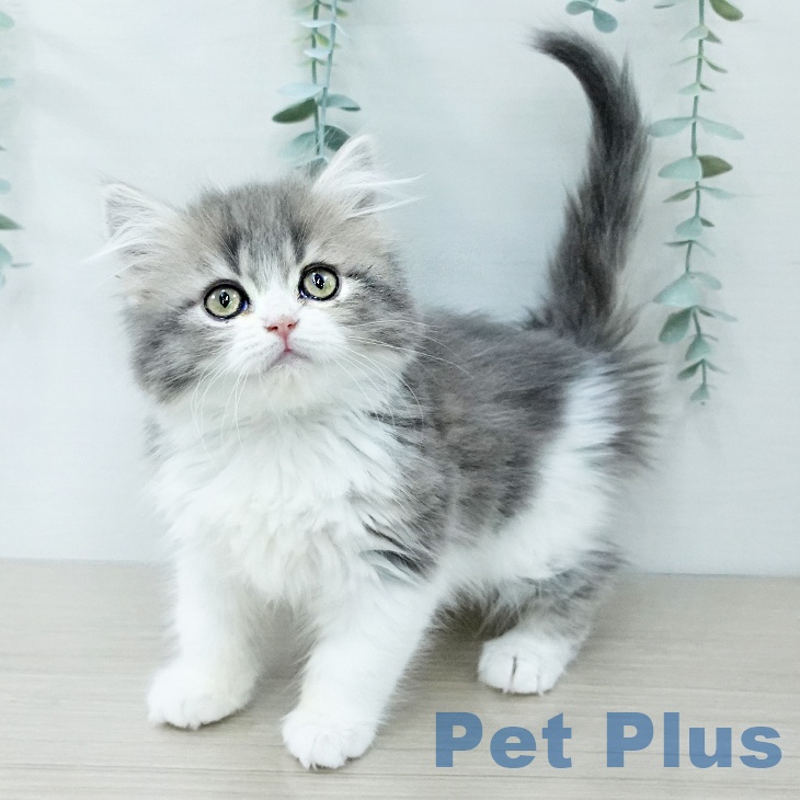 千葉県のスコティッシュフォールド (ペットプラス 八千代緑が丘店/2025年11月13日生まれ/女の子/ブルータビーホワイト)の子猫の1枚目の画像