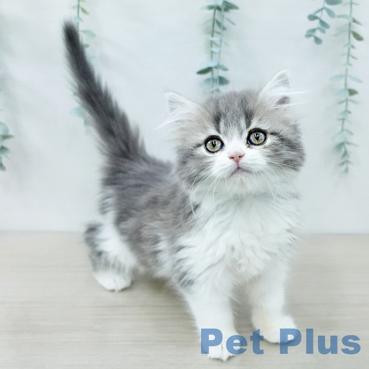 千葉県のスコティッシュフォールド (ペットプラス 八千代緑が丘店/2025年11月13日生まれ/女の子/ブルータビーホワイト)の子猫の2枚目の画像