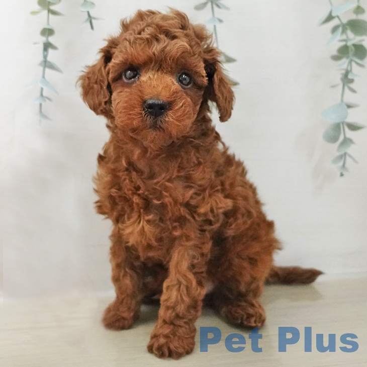 埼玉県のトイプードル(トイ) (ペットプラス 川口店/2025年11月27日生まれ/男の子/レッド)の子犬の1枚目の画像