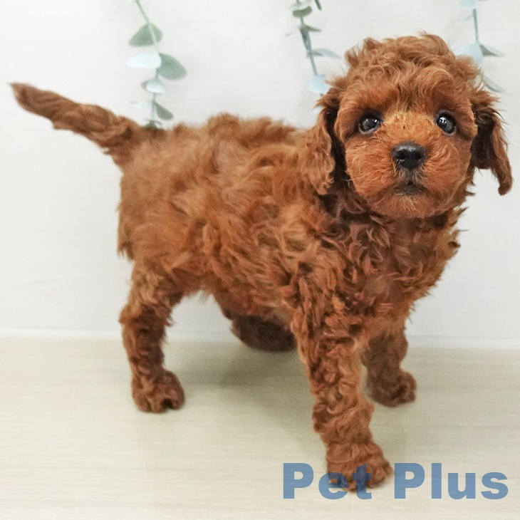 埼玉県のトイプードル(トイ) (ペットプラス 川口店/2025年11月27日生まれ/男の子/レッド)の子犬の2枚目の画像